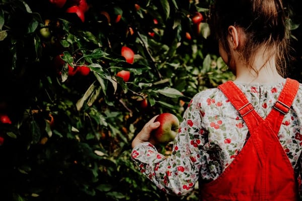 Apple Picking and Fall Orchard Trips: A Family Day-Trip Guide for September